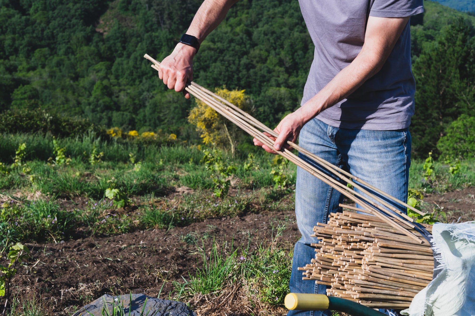 Choosing the Right Plant Support: A Comparison Guide