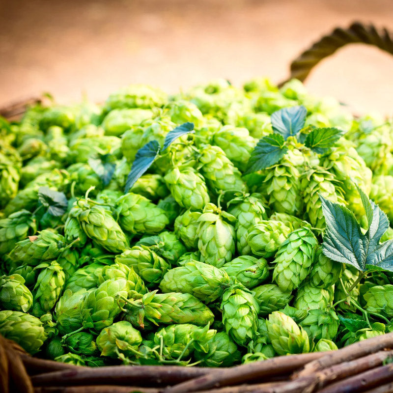 Hops Harvest - OrchardValleySupply.com