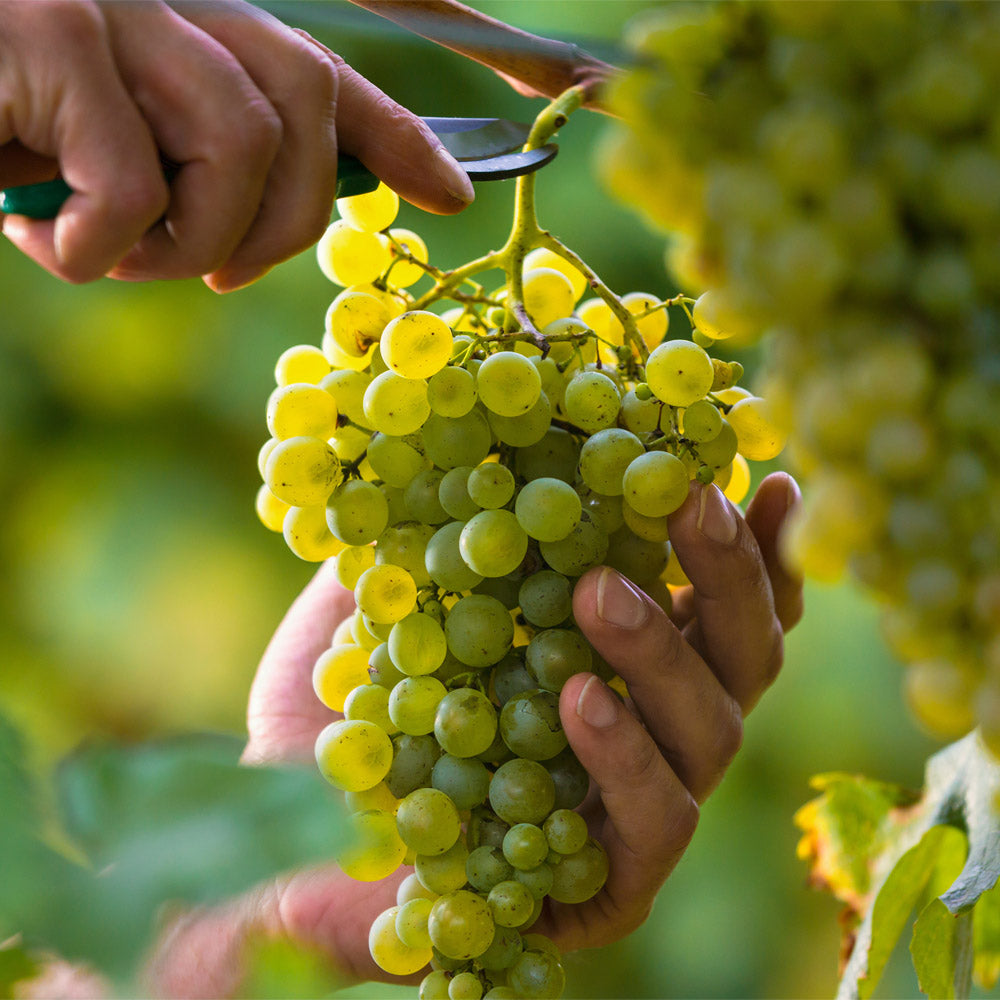 Fruit Harvest - OrchardValleySupply.com
