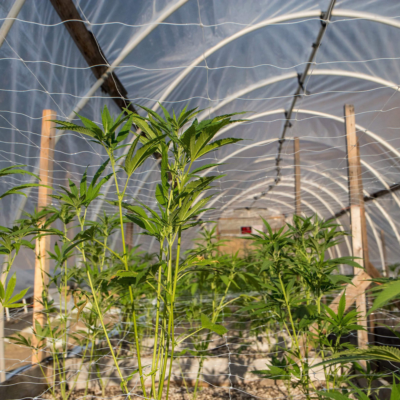 Hemp & Specialty Crops Supplies