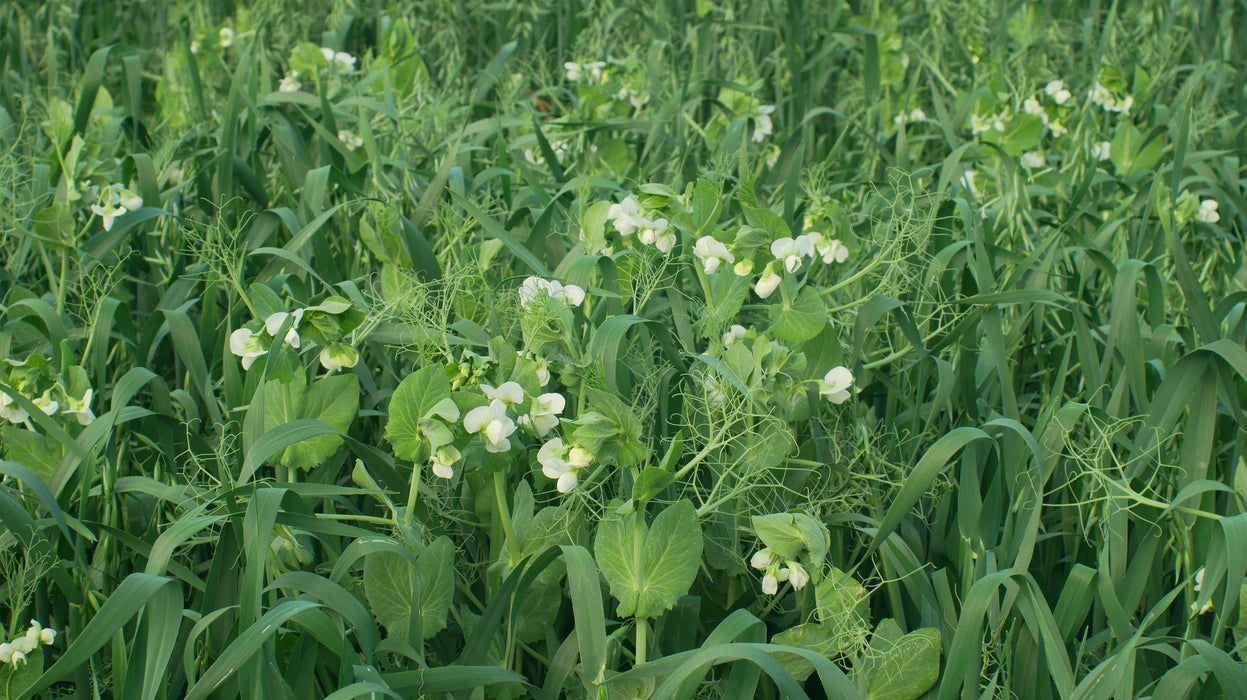 Orchard Valley Supply Economy Biomass Builder Cover Crop Seed, 50 lb. bag
