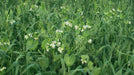 Orchard Valley Supply Economy Biomass Builder Cover Crop Seed, 50 lb. bag