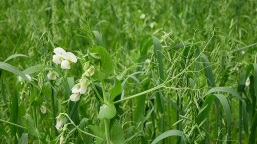 Orchard Valley Supply Gardenway Cover Crop Seed, 50 lbs