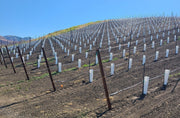 Orchard Valley Supply Vine Protectors-Protective Sleeve