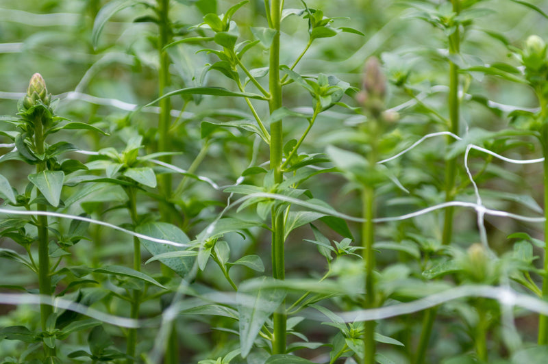 Orchard Valley Supply Trellis Netting