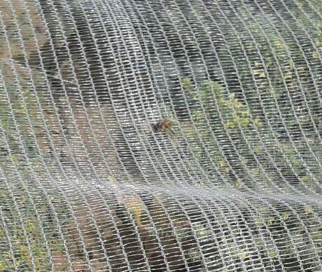 Fujian Shihua Bee Netting Bee Netting