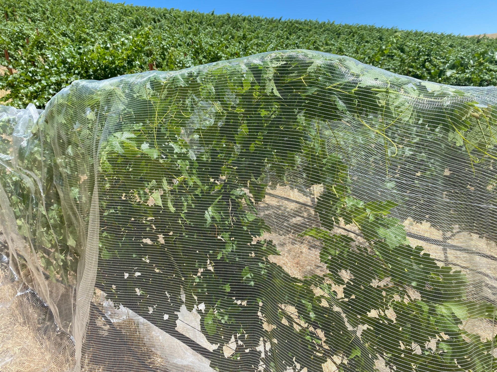 Orchard Valley Supply Bee Netting - Heavy Duty 17' x 300'