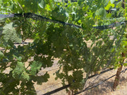 Orchard Valley Supply Bee Netting - Side/Zone Netting