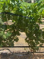 Orchard Valley Supply Bee Netting - Side/Zone Netting