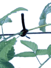 Orchard Valley Supply Black Binding Tube Tie