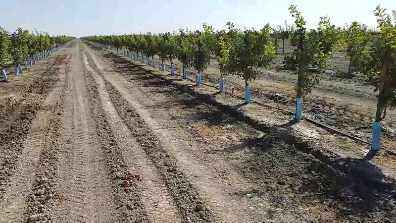 Orchard Valley Supply Blue-X Grow Tubes