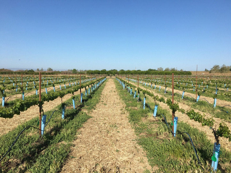 Orchard Valley Supply Blue-X Grow Tubes