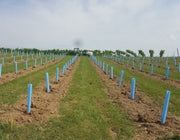 Orchard Valley Supply Blue-X Grow Tubes