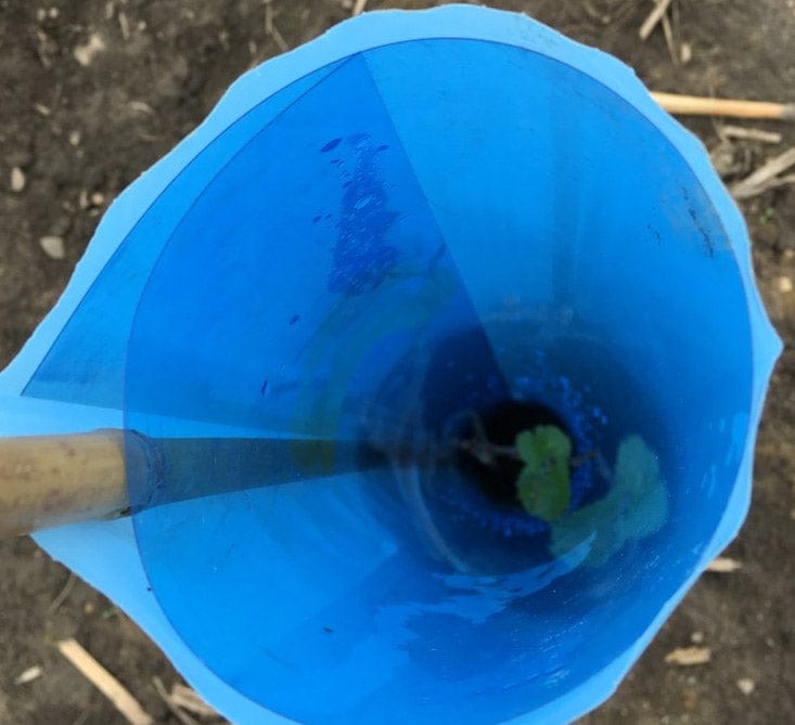 Orchard Valley Supply Blue-X Grow Tubes