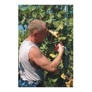 Orchard Valley Supply Felco 310 Picking and Trimming Snip