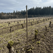 Orchard Valley Supply T-Posts - No Paint, No Spade