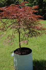 Orchard Valley Supply RootTrapper Soft Sided Fabric Container