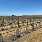 Orchard Valley Supply Metal Posts - Galvanized Rolled Edge and Notched