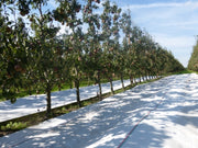 Orchard Valley Supply White Cloth